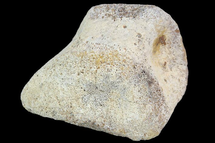 Hadrosaur Foot Bone - Alberta (Disposition #-) #100490